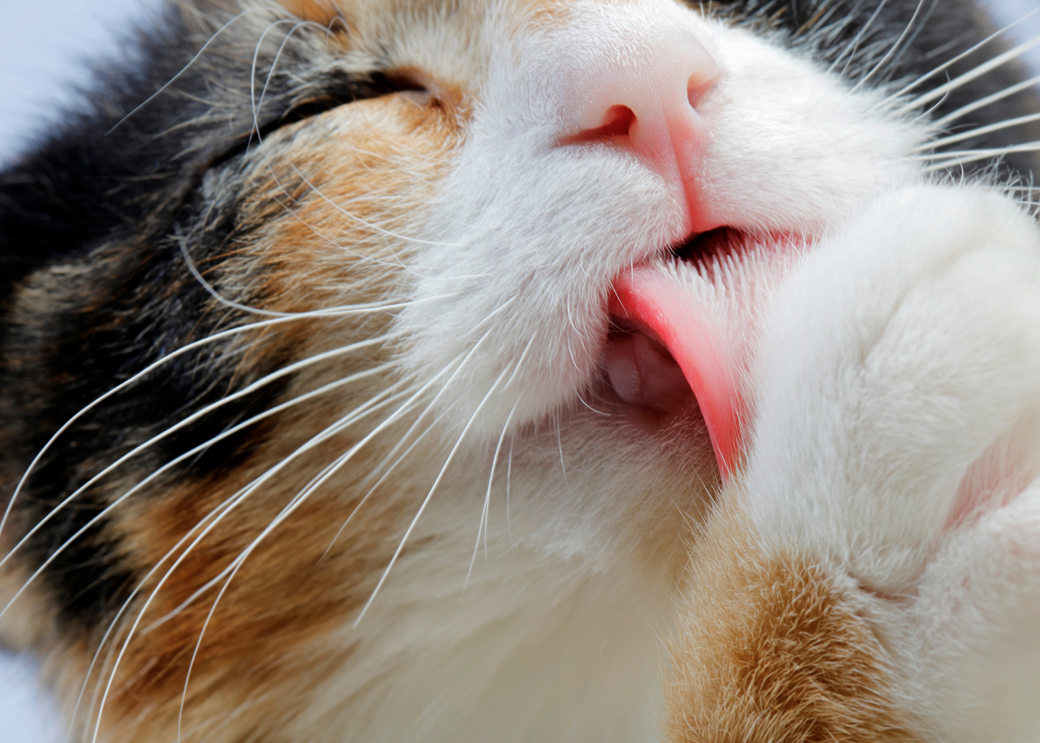 Cuidado & Higiene para Gatos