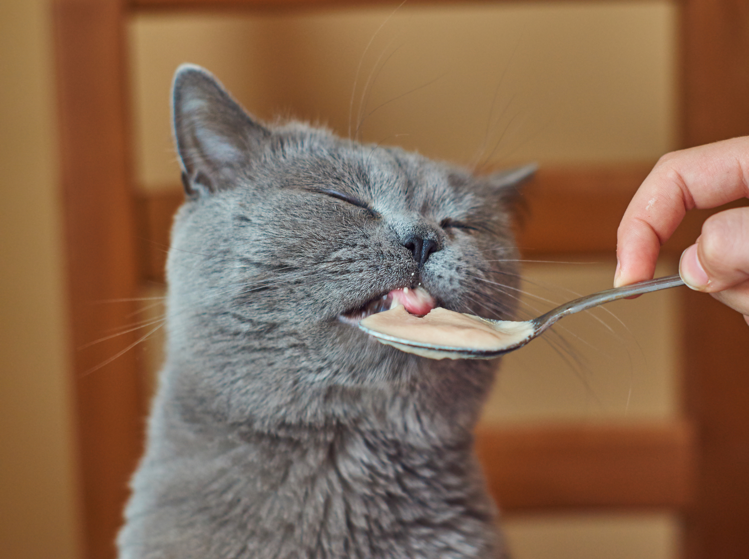 Snacks Naturales para Gatos