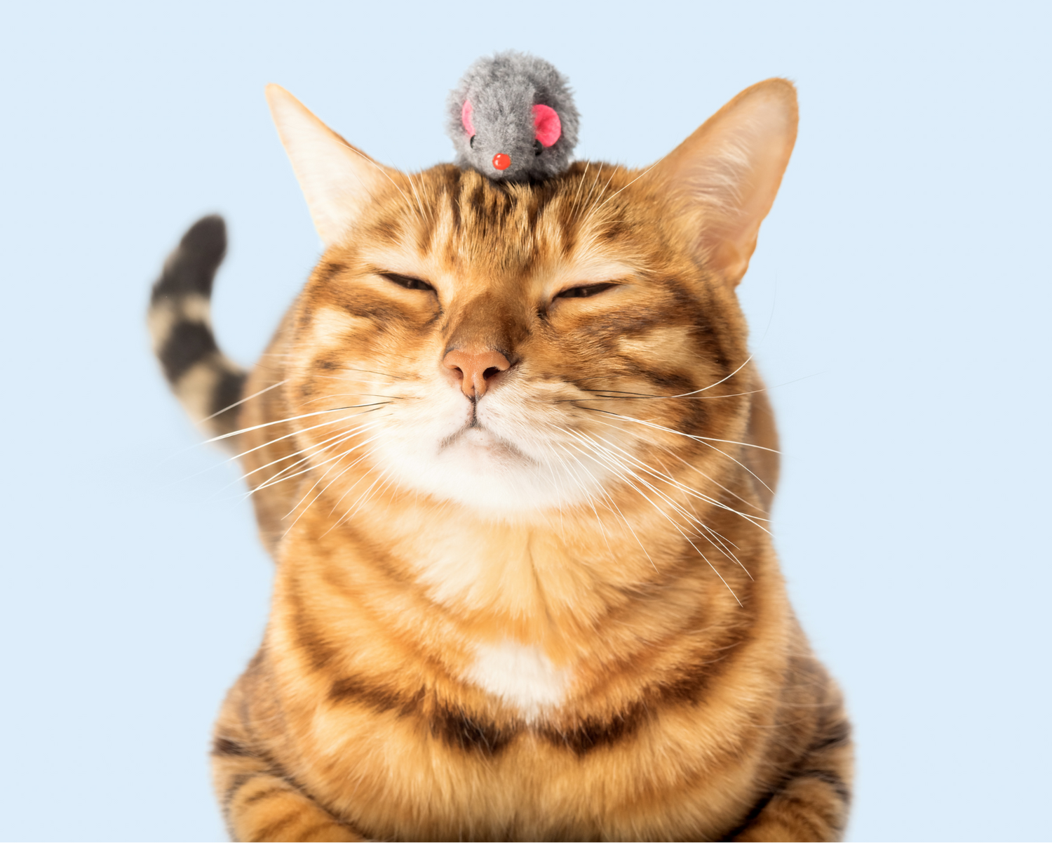 Juguetes con Catnip/Matatabi