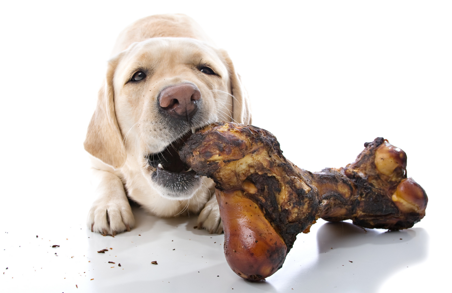 Snacks Naturales para Perros