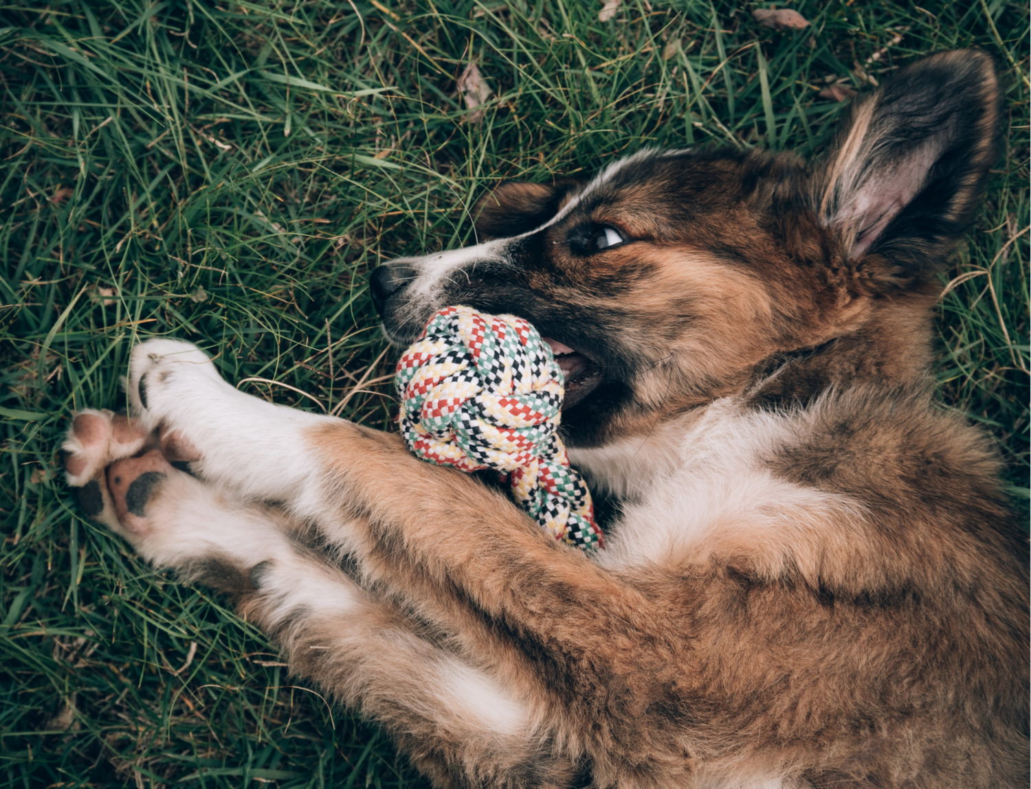 Juguetes para Perros