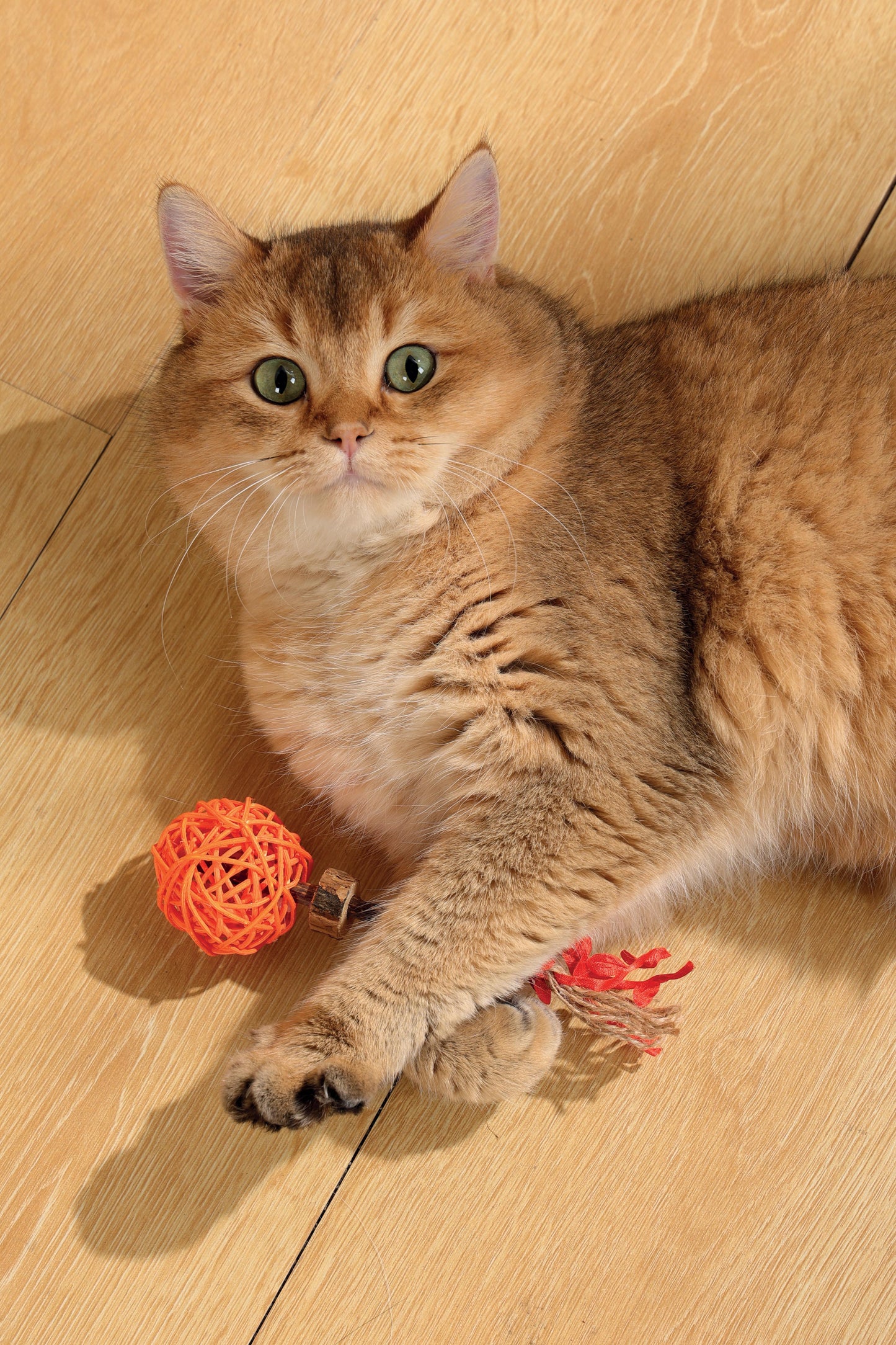 M-PETS - Amulette Charmy à l'herbe à chat