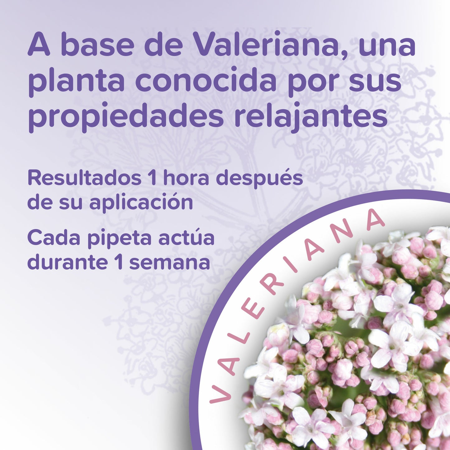 Beaphar - Calming Spot On Pipetas Calmantes para Gato (3 Pipetas)