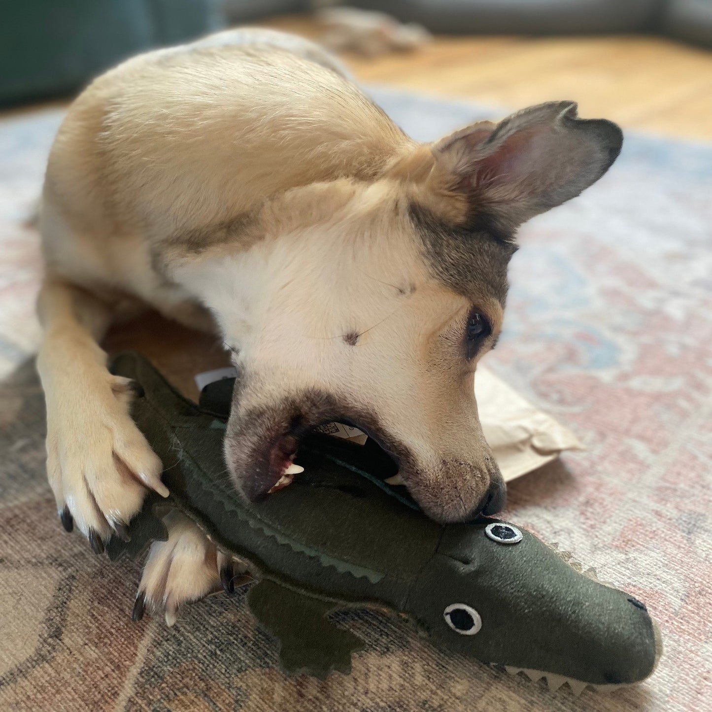 Colin the Crocodile