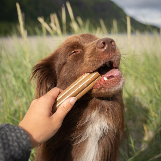 Soopa - Palitos dentales JUMBO de Arándanos y Boniato