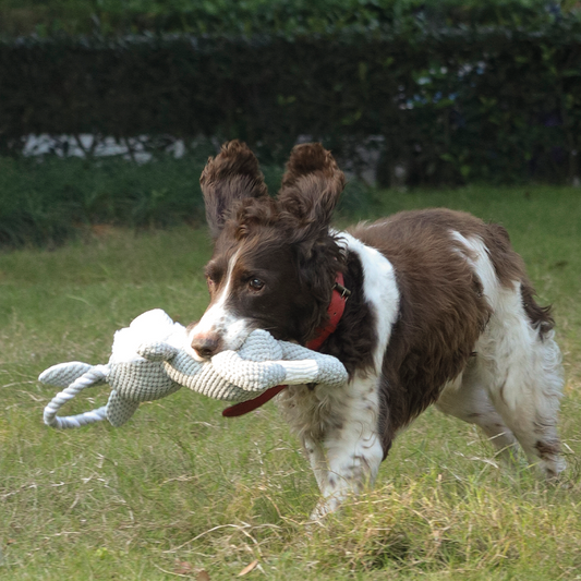 M-PETS - Chewtopia Eco Dog Toy Rabbit