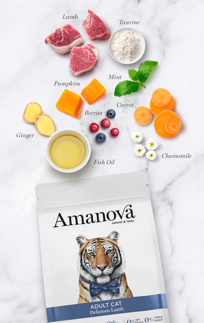 Amanova - Chat Agneau Adulte