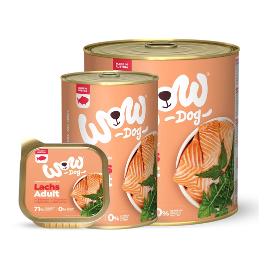 Chien WOW - Saumon