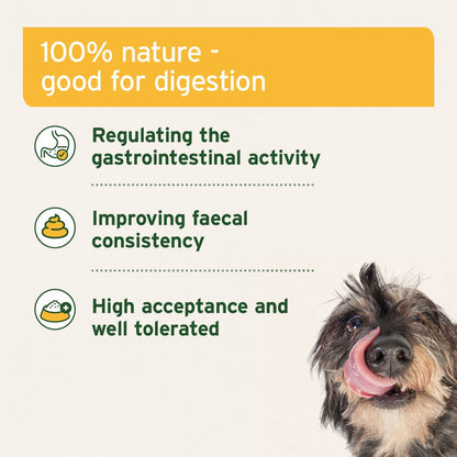 AniForte - Lodo Curativo Natural para Perros y Gatos